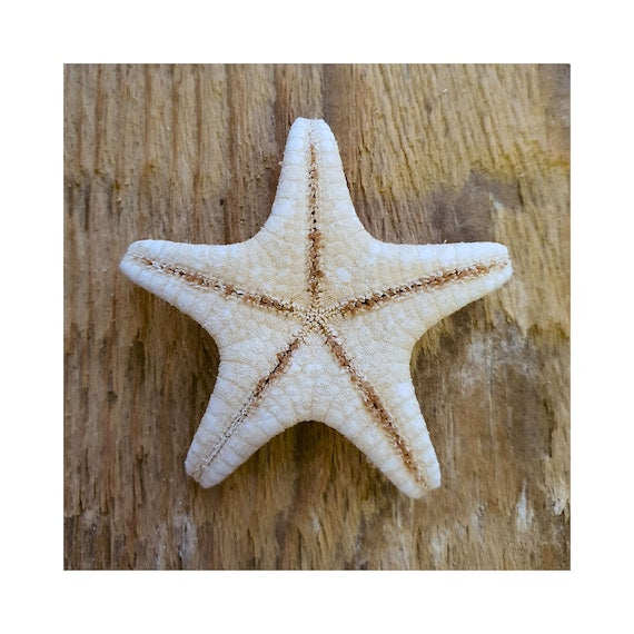 Estrella de mar 3"x4"